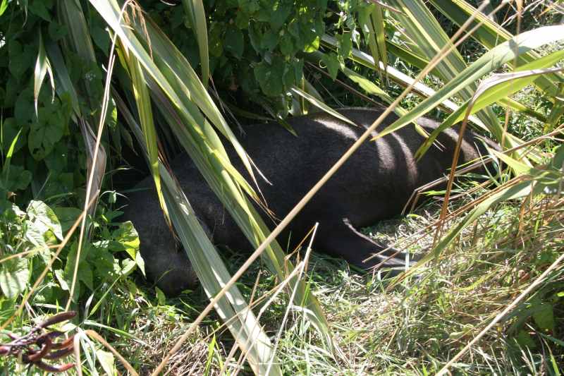 Nieuw-Zeeland 2011 - 1105
